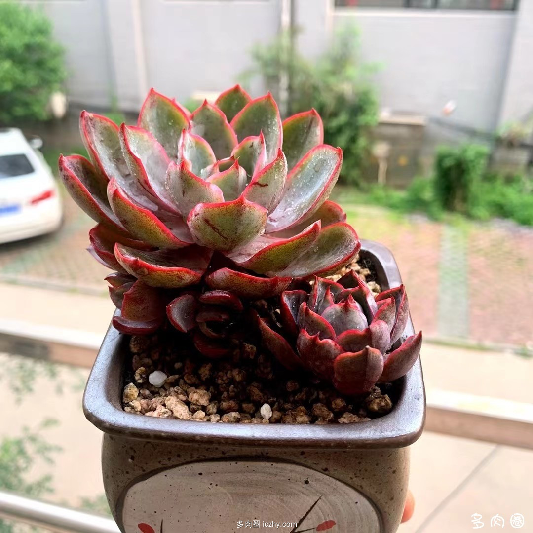 wechat_upload162467132960d68461ca1ff