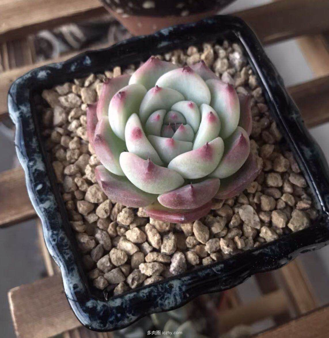 wechat_upload16274309966100a0549bfcd