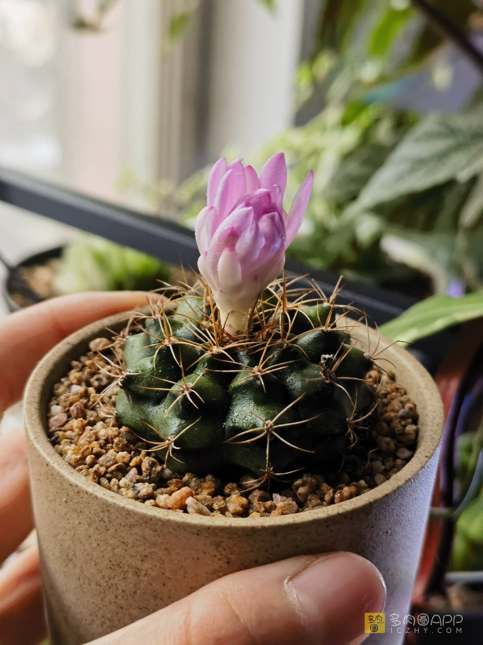 多肉圈App|Succulent circle-多肉圈App官网,多肉植物爱好者交流社区论坛,多肉品种大全,多肉怎么养护养殖 ...