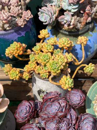 大宝_SOD蜜蜂 051002.jpg