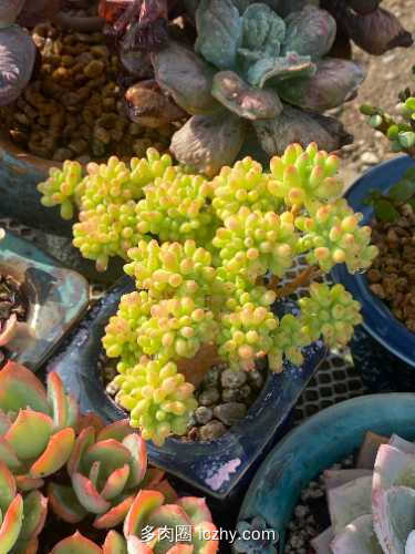 大宝_SOD蜜蜂061302.jpg