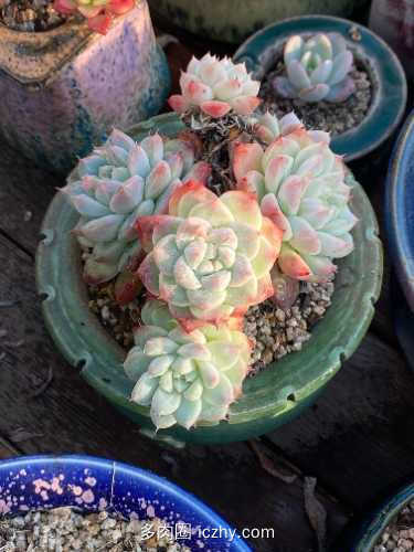 大宝_SOD蜜蜂 020807.jpg